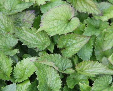 Campanula takesimana