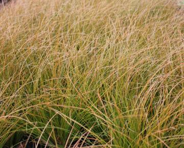 Carex testacea ('Prairie Fire')  2l.