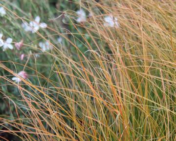 Carex testacea ('Prairie Fire')