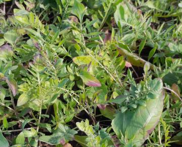 Centaurea atropurpurea