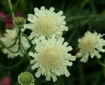 Cephalaria gigantea