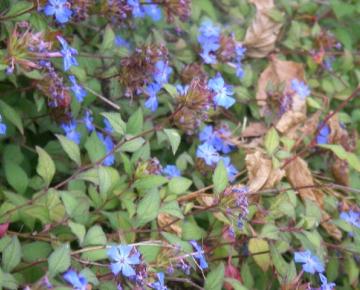 Ceratostigma griffithii