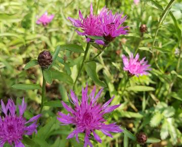 Centaurea jacea