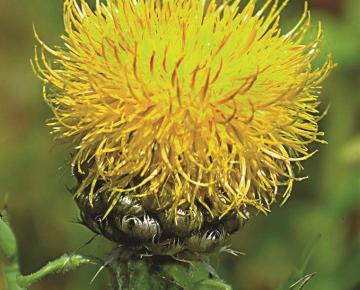 Centaurea macrocephala