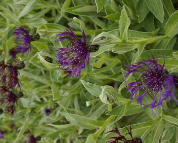 Centaurea montana 'Amethyst Dream' ®