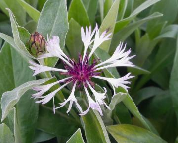 Centaurea montana 'Amethyst in Snow' ®