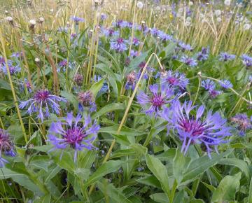 Centaurea montana 'Coerulea'