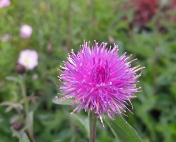 Centaurea nigra