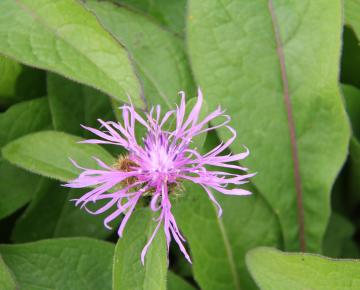 Centaurea phrygia