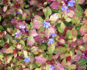 Ceratostigma plumbaginoides