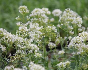 Centranthus ruber 'Albus'