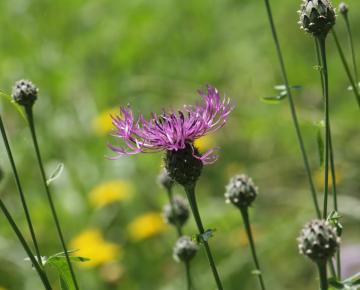 Centaurea scabiosa