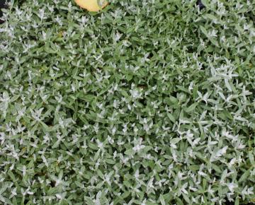 Cerastium tomentosum