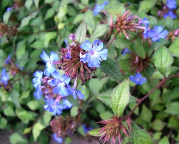Ceratostigma willmottianum
