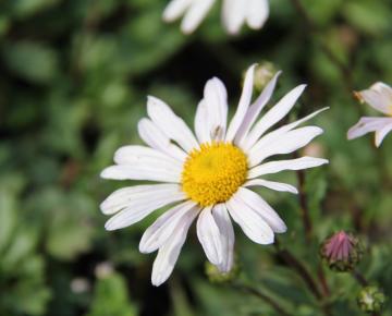 Chrysanthemum articum 'Roseum'