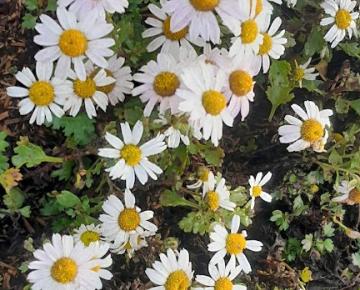 Chrysanthemum articum