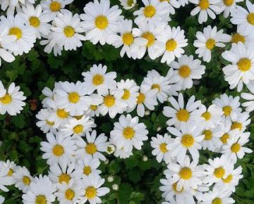 Chrysanthemum articum 'Stella'