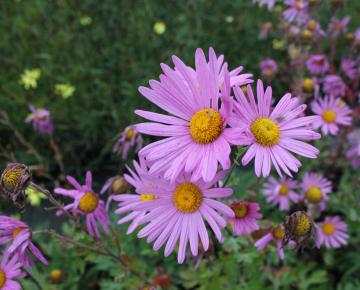Chrysanthemum rubellum 'Clara Curtis'
