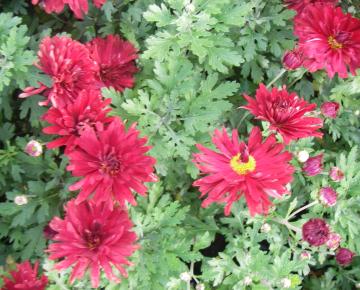 Chrysanthemum rubellum 'Duchesse of Edinburgh'