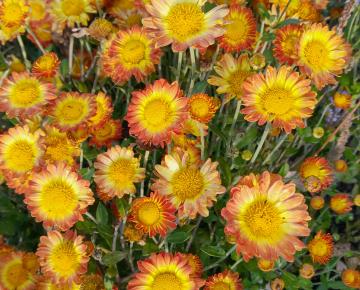 Chrysanthemum indicum 'Dernier Soleil'