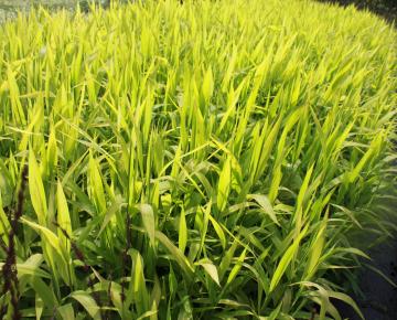 Chasmanthium latifolium