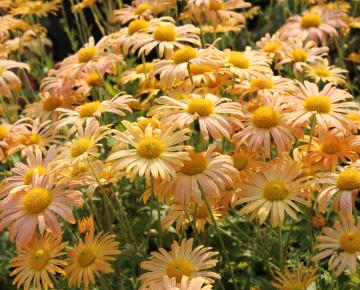 Chrysanthemum rubellum 'Mary Stoker'