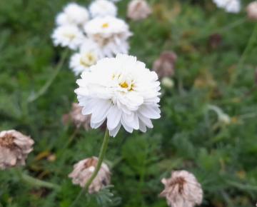 Chamaemelum nobile 'Ligulosum'