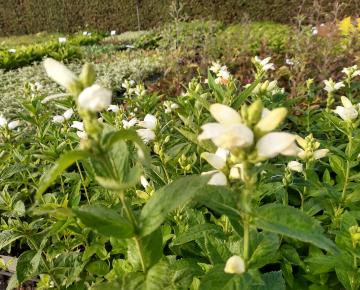 Chelone obliqua 'Alba'