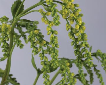 Chiastophyllum oppositifolium