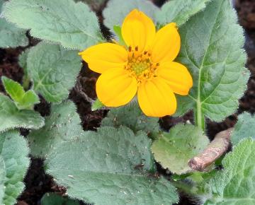 Chrysogonum virginianum