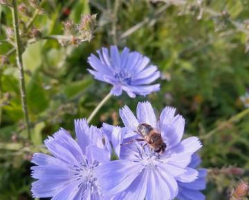 Cichorium Intybus