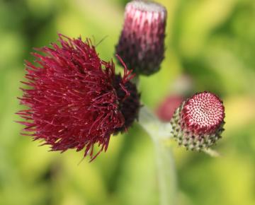 Cirsium rivulare 'Atropurpureum'