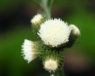 Cirsium rivulare 'Frosted Magic' ®