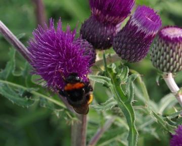 Cirsium rivulare 'Trevor's Blue Wonder' ®