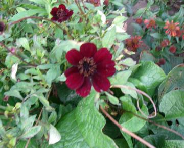 Cosmos atrosanguinea