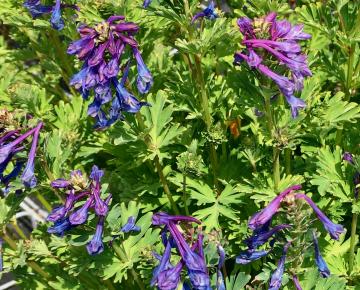 Corydalis calycosa