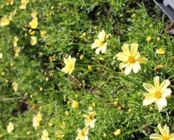 Coreopsis  'Creme Brulee' PBR