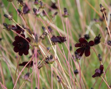 Cosmos atrosanguineus 'Chocamocha' PBR