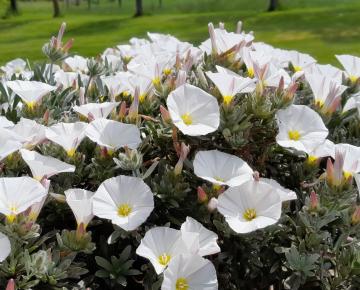 Convolvulus cneorum 'Snow Angel'