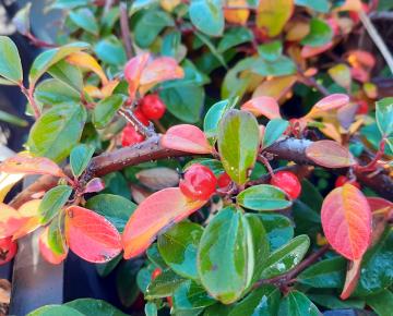 Cotoneaster dammeri