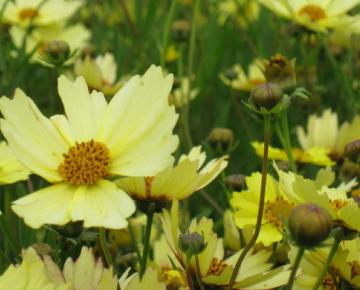 Coreopsis  'Full Moon' PBR