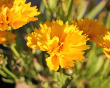 Coreopsis grandiflora 'Early Sunray'