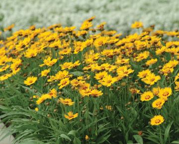 Coreopsis grandiflora 'Schnittgold'