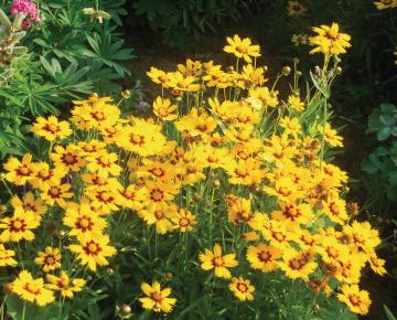 Coreopsis grandiflora 'Sonnenkind'