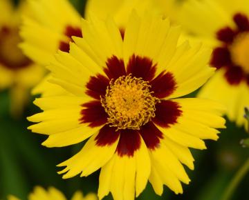 Coreopsis grandiflora 'Sunkiss'