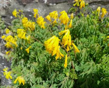 Corydalis lutea