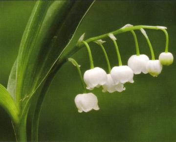 Convallaria majalis