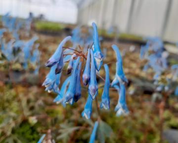 Corydalis (x) 'Porcelain Blue'