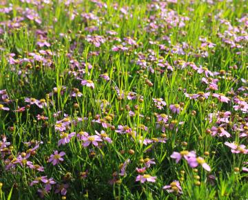 Coreopsis rosea 'American dream' ®