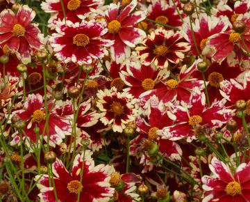 Coreopsis 'Ruby Frost'